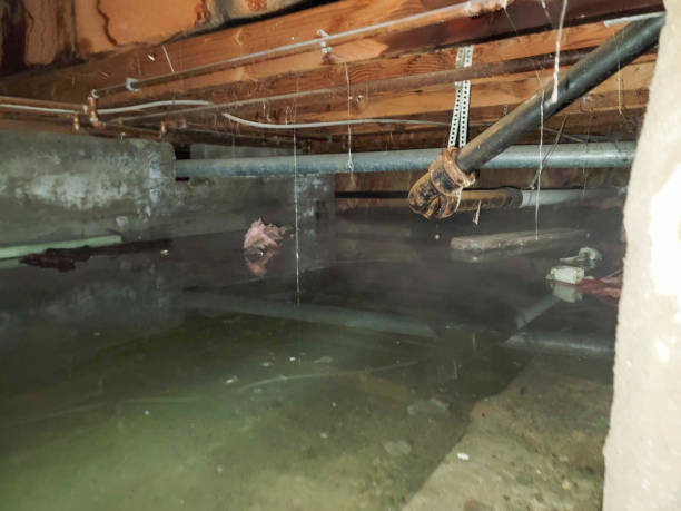 Best Water damage cleanup near me  in Bull Valley, IL
